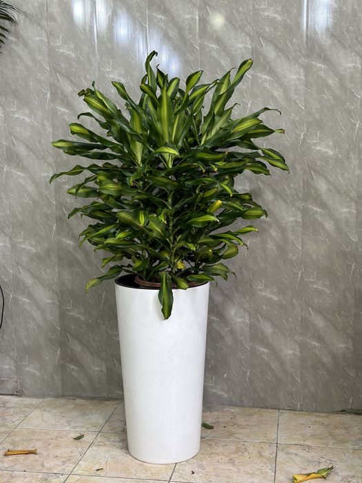 Растения по акции для офиса в горшках