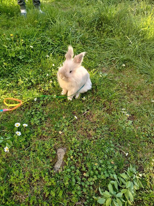 Подарявам зайче лъвска глава