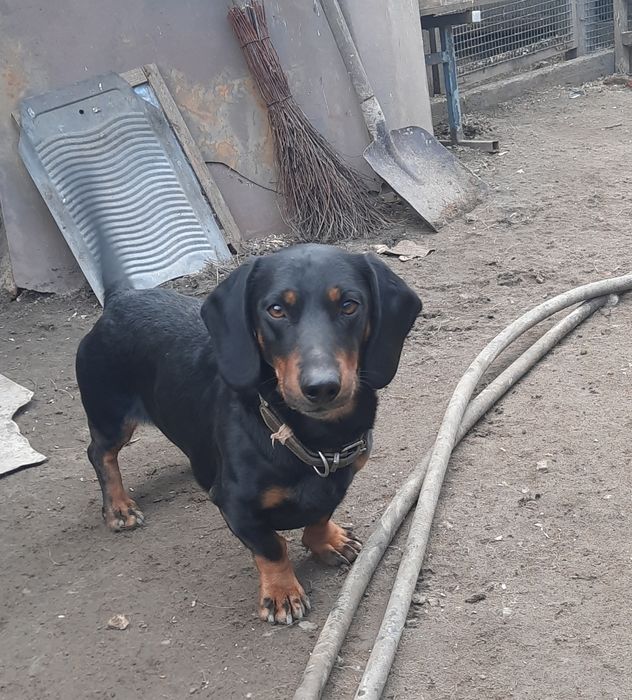 Вязка кобель таксы