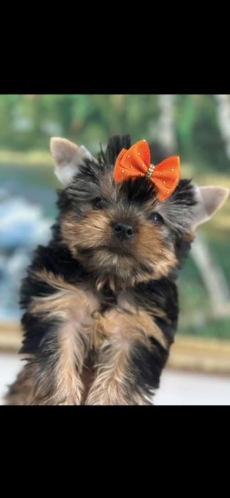 Йоркширские терьеры мальчики