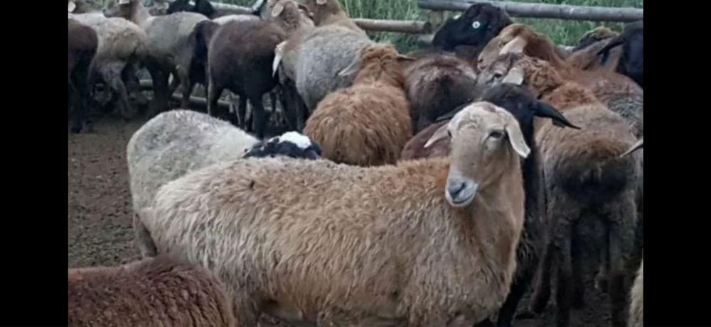 Продам баран койлар сатам