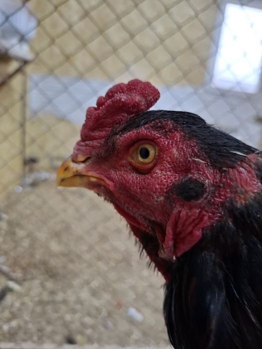 Дакан петух бойцовые