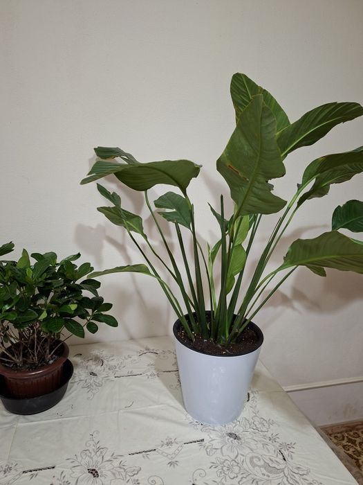 Продаётся цветок Спатифиллум