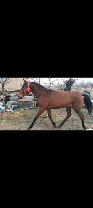 Жаксы ири тайлар сатылады