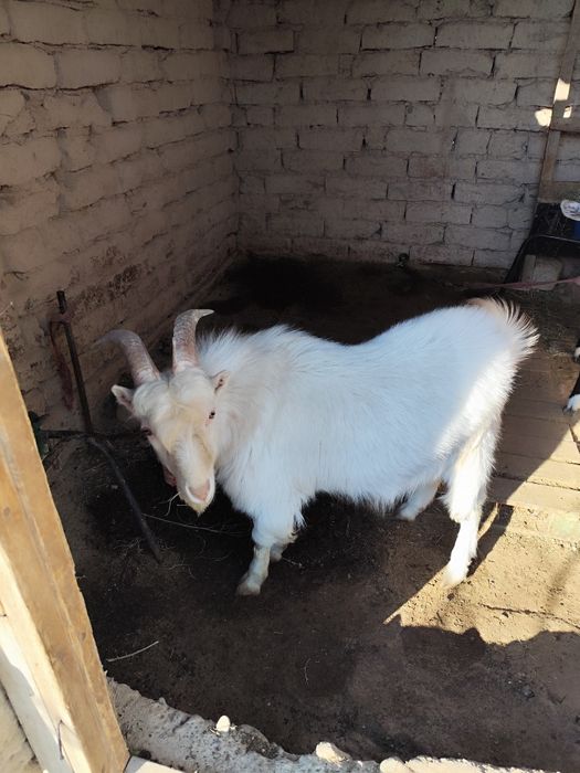 Пародистый теке сатамын