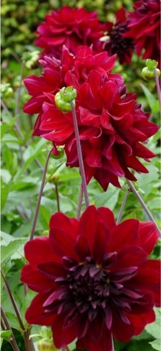 Продаются излишки своих садовых растений
Лютик - корешок 2000 сум
Брун