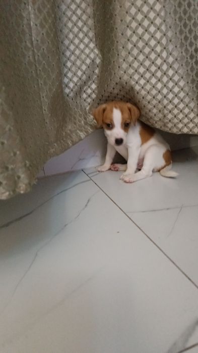 Продаются щенки Джек Рассел терьер