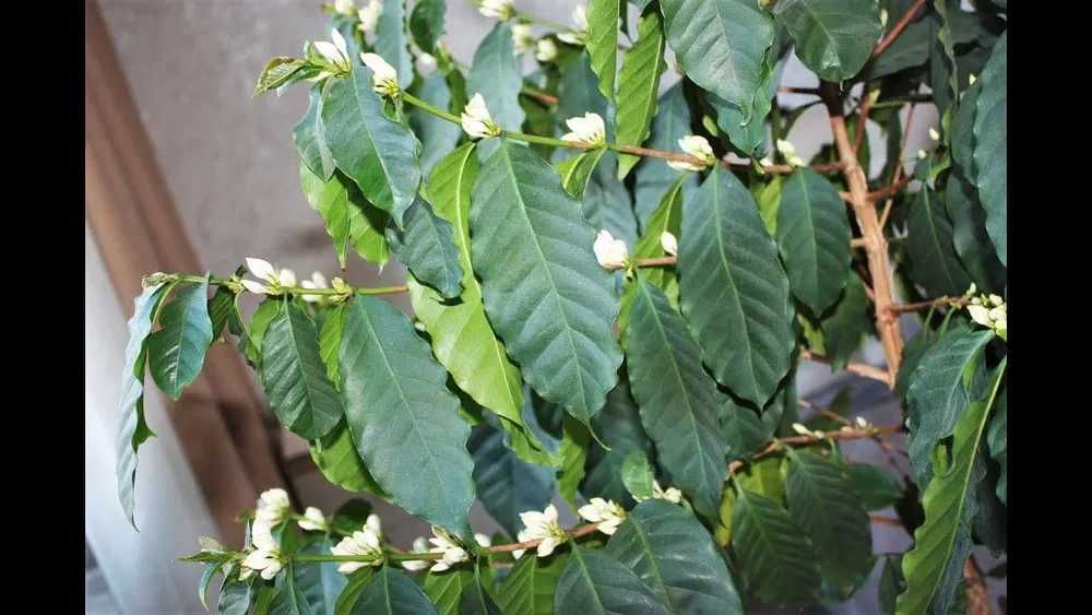 Саженец Кофе Арабика, Кофейное дерево Coffee Arabica