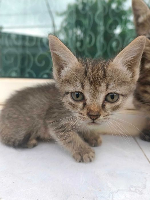 Отдадим котят в хорошие руки