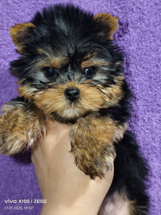 Эксклюзив кукляшная девочка, рассрочка каспи