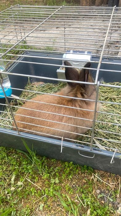 Кролик коричневый самец