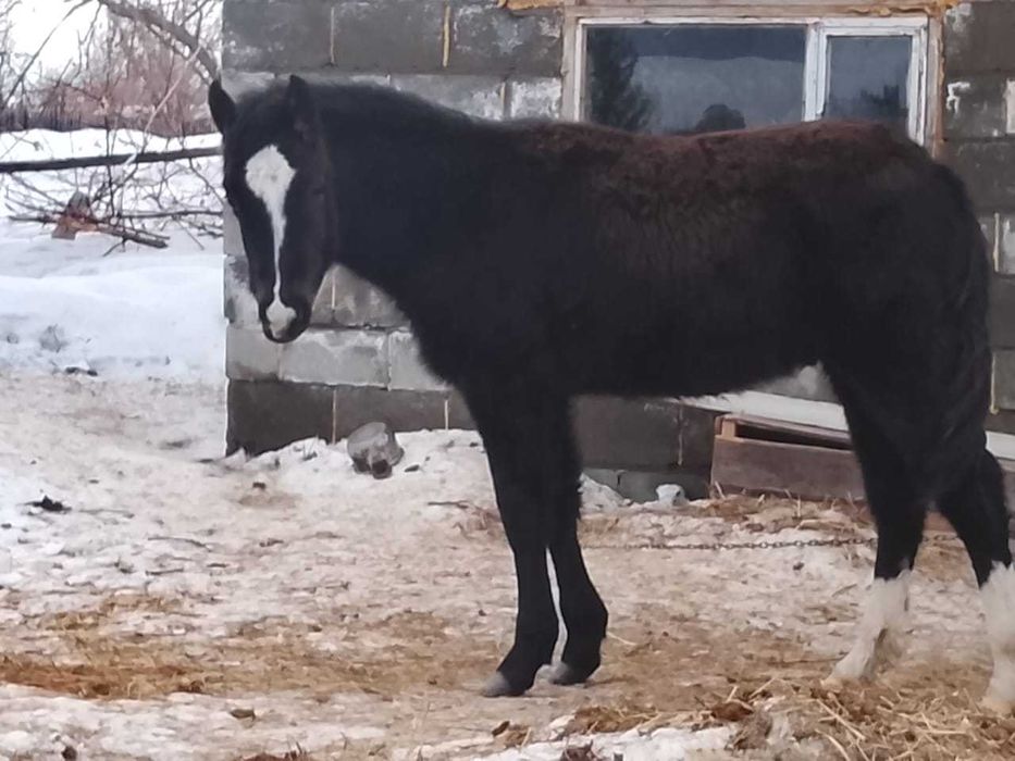 Продам жеребчика или обмен