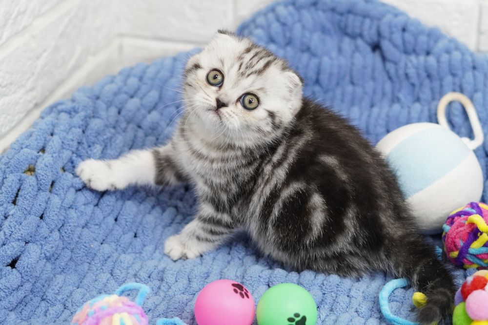 Вислоухие котята