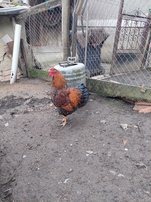 Cocos wyandotte Gsg.