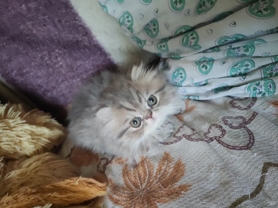 Продам персидского котёнка (девочка)