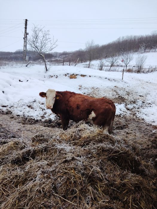 Vaci de vanzare, Bălțata românească