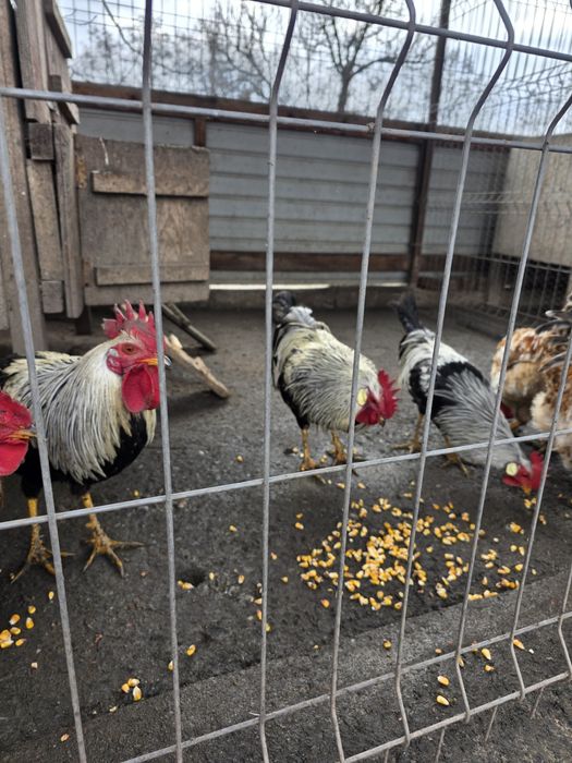 Cocos italian argintiu