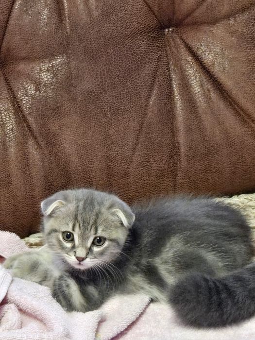 Породистые котята