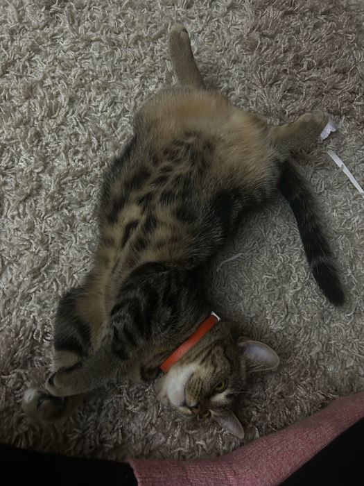 Отдам кошку в хорошие руки