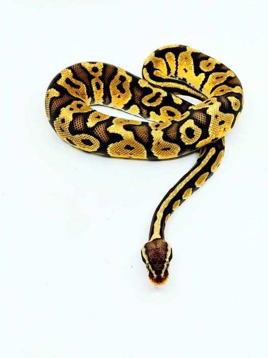 Pitoni Regali (Python Regius)