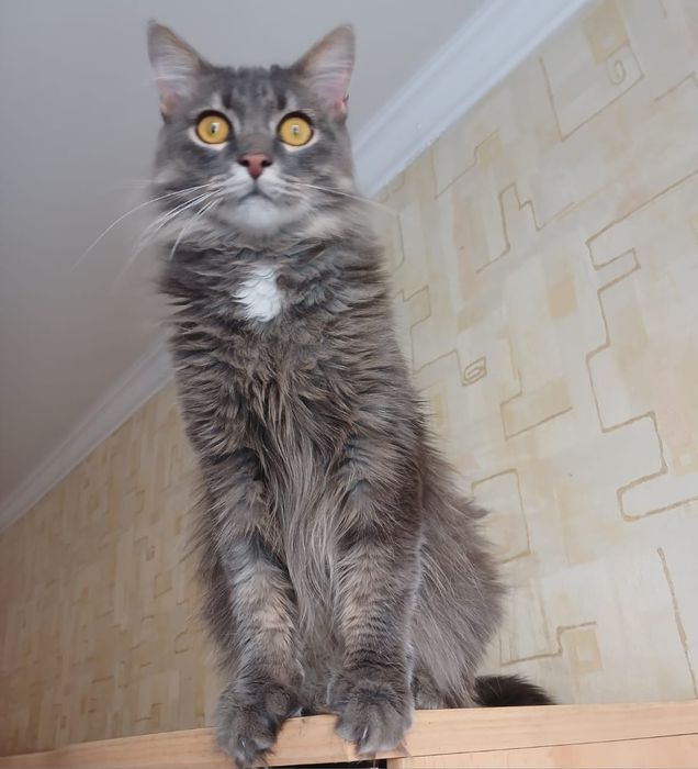 Кошка!Срочно!     !