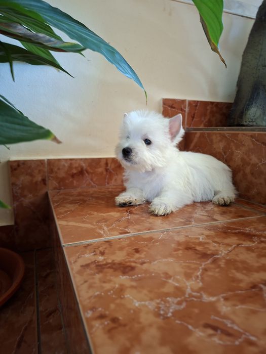 Westie terrier dragalasi