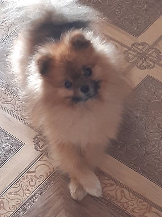 Шпиц померанский вязка