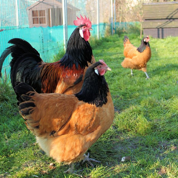 Инкубационное яйцо породы форверк