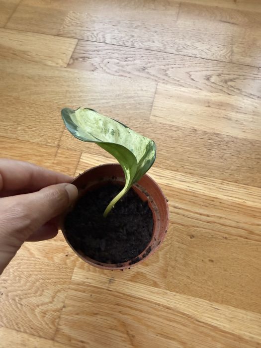 Epipremnum aureum – вариегатен