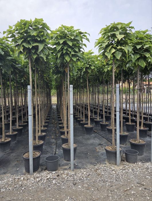 Prunus pissardii ,catalpa ,platan ,tei ,mesteacăn