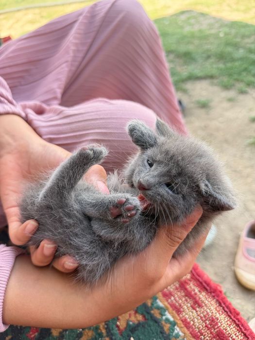 Маленькие котята в добрые руки