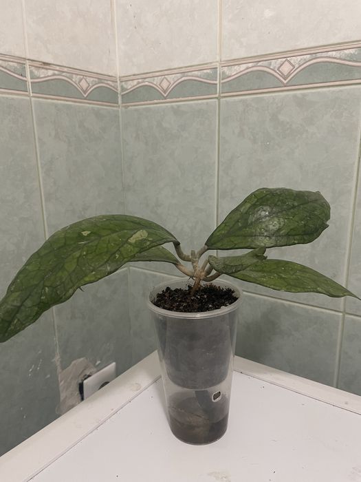 продам хои подростки
