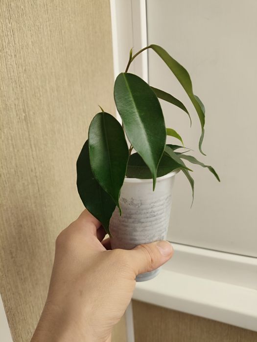 Фикус Бенджамина Даниэль