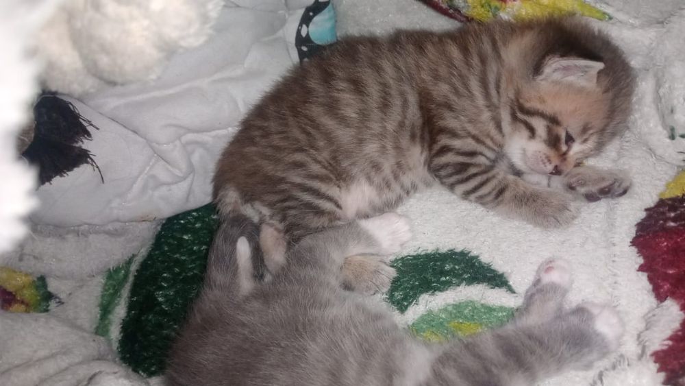 Котята, бронь, родились 7 января