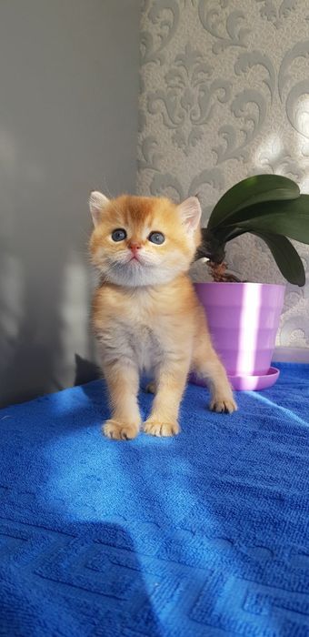 Продаются котята