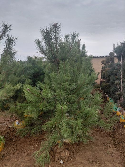 Хвойный дереья, Роза