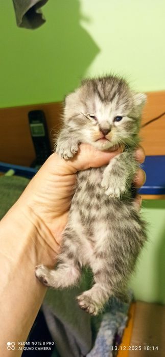 Котята, продаются