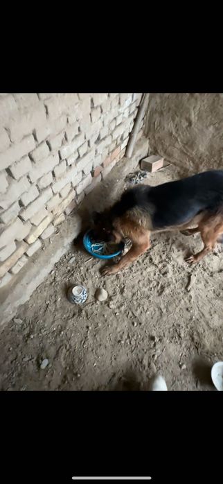 Немес офчарка сотилади