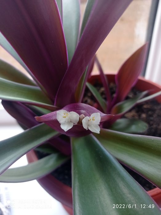 Продам комнатные цветы