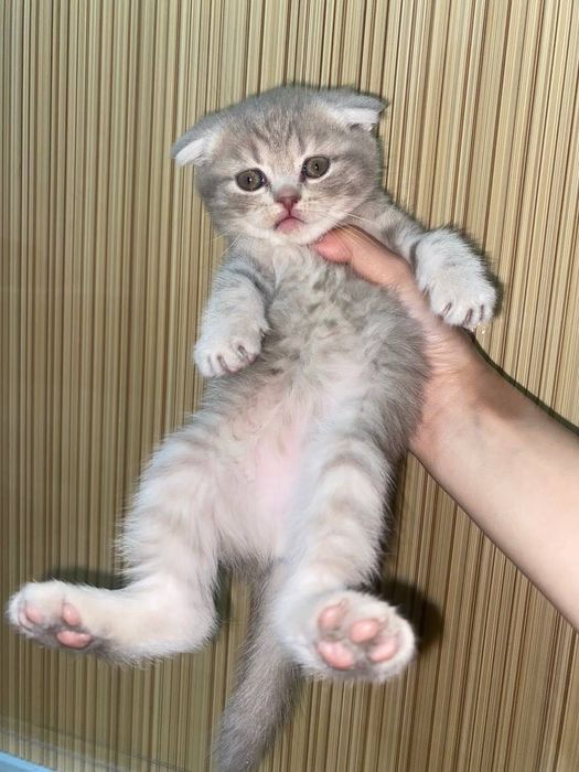 Котята вислоухие