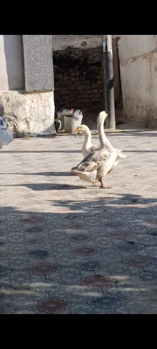 Gʻoz juftlik sotiladi