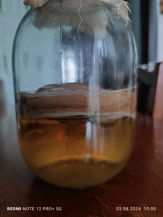 Продам чайный гриб