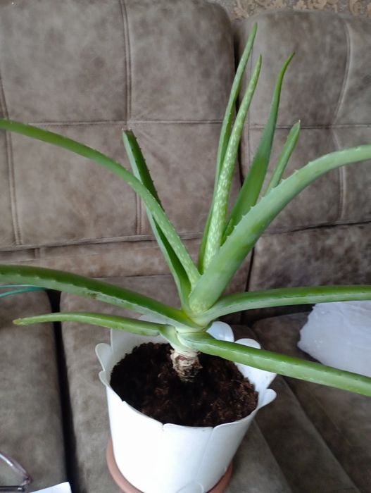 Лечебное алоэ вера