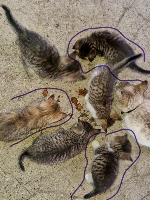 Котята 1.5 месяца