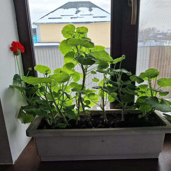 Продам комнатные цветы!