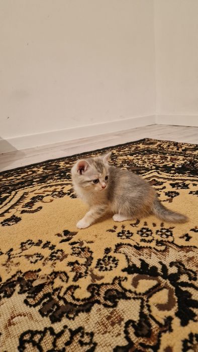 Отдам котят девочку и мальчика