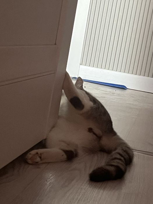 Отдам кота в добрые руки