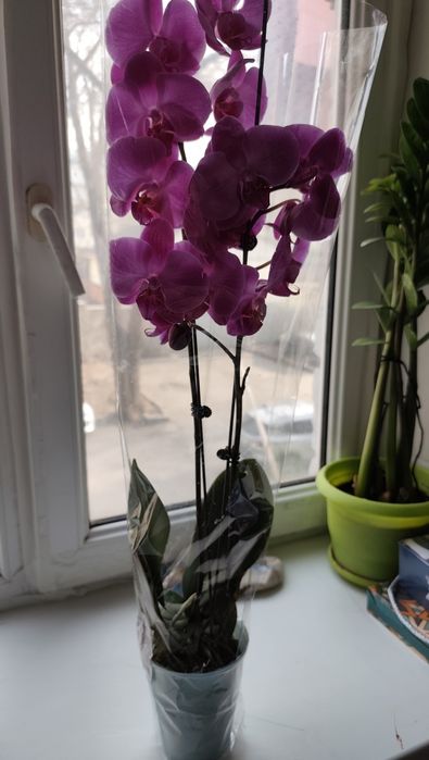 Цветы фаленопсис 60см