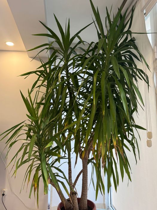 Голяма Юка в саксия – идеална за дом, офис или градина около 3 метра