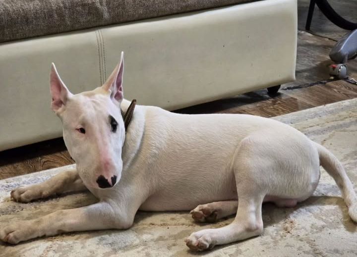 Щенки Бультерьера